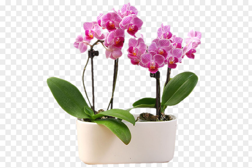 Orchidea Moth Orchids Cattleya Cut Flowers Flowerpot PNG