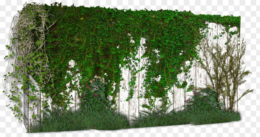 Wall Vine Plant PhotoScape Birch PNG
