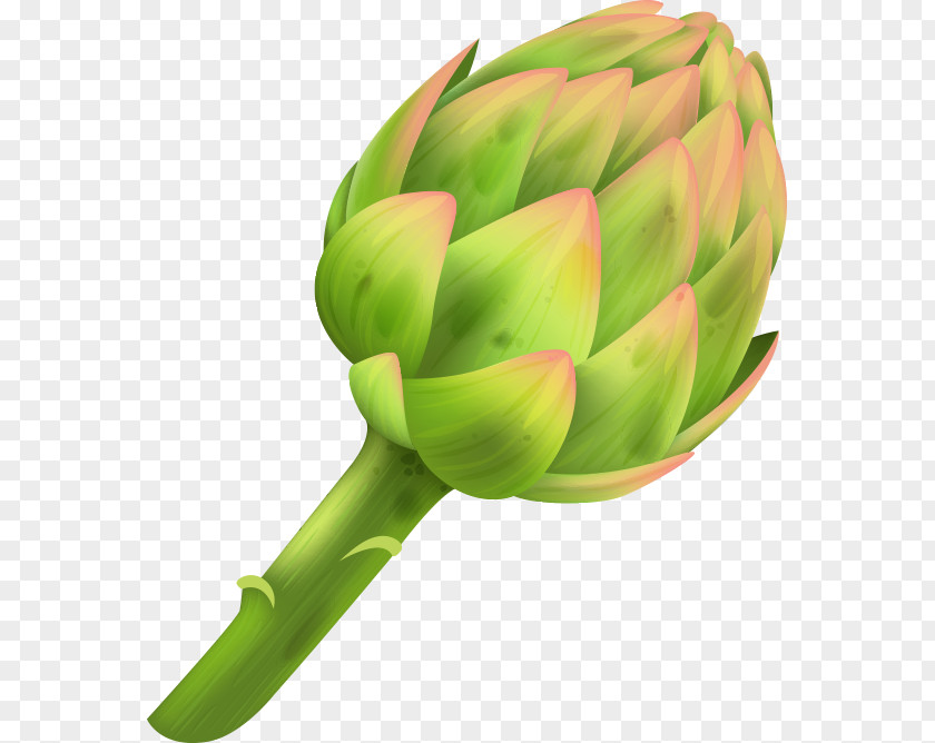 Boldo Artichoke Plant Stem PNG