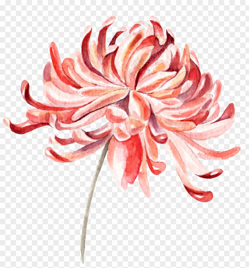 Chrysanthemum Design Image Vector Graphics PNG