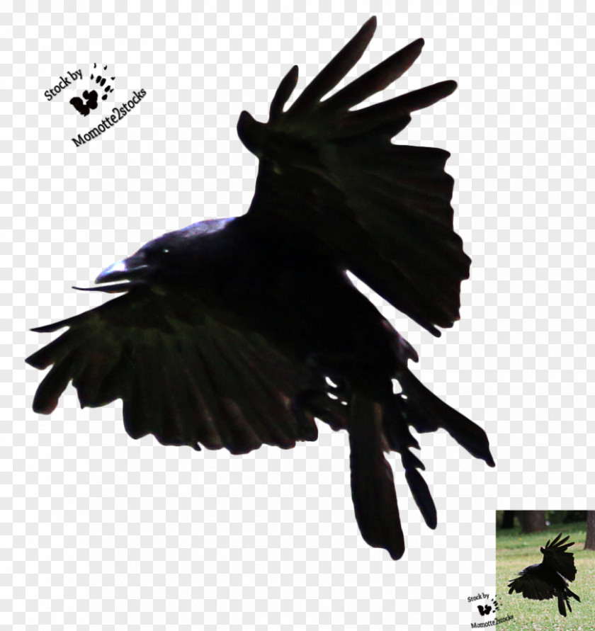 Flying Crow American Bird Flight Art PNG