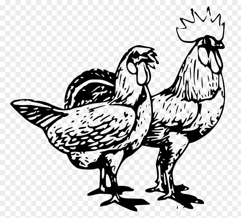 Public Domain Line Art Chicken Poultry Farming Clip PNG