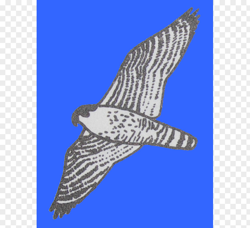 Bec Silhouette Hawk Eagle Shoe Beak Feather PNG