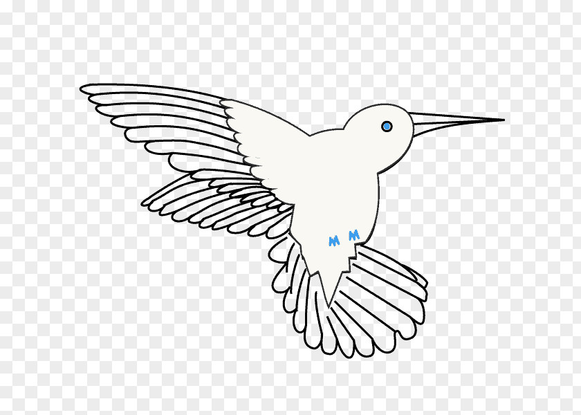 Bird Hummingbird Clip Art Drawing Line PNG