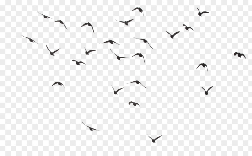 Birds Bird Download Clip Art PNG