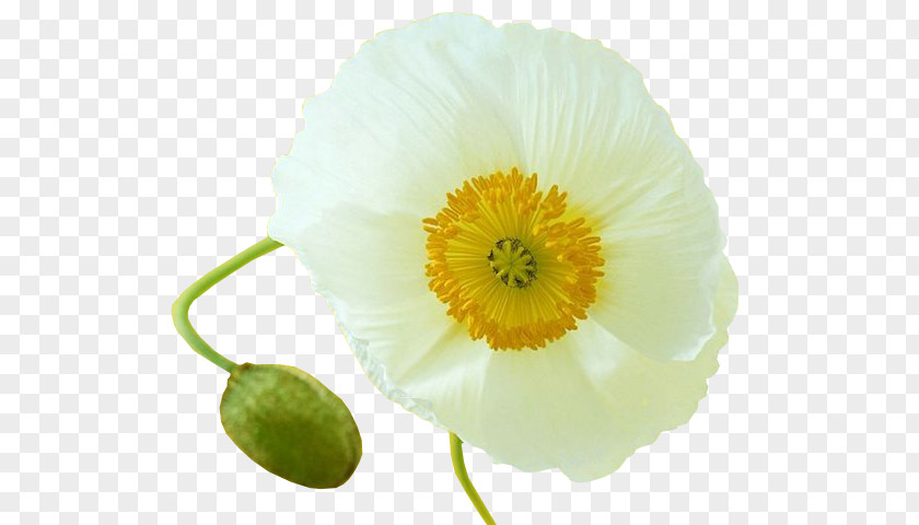 Common Poppy Flower Opium Clip Art PNG