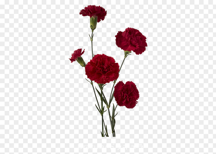 Flower Carnation Red Cut Flowers Count Dracula PNG