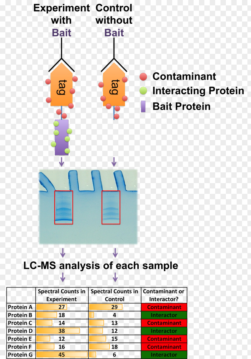 Mass Spectrometry Interactome Label-free Quantification Immunoprecipitation Stable Isotope Labeling By Amino Acids In Cell Culture PNG