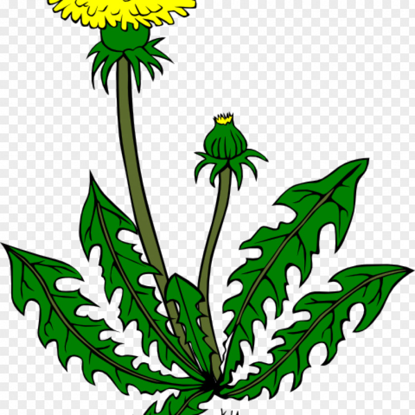 Thc Badge Clip Art Vector Graphics Common Dandelion Illustration PNG