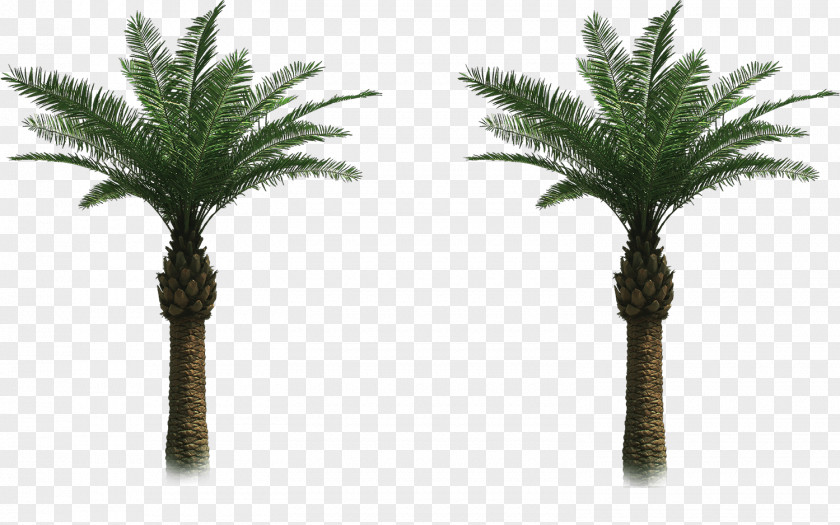Tree Arecaceae Date Palm Clip Art PNG