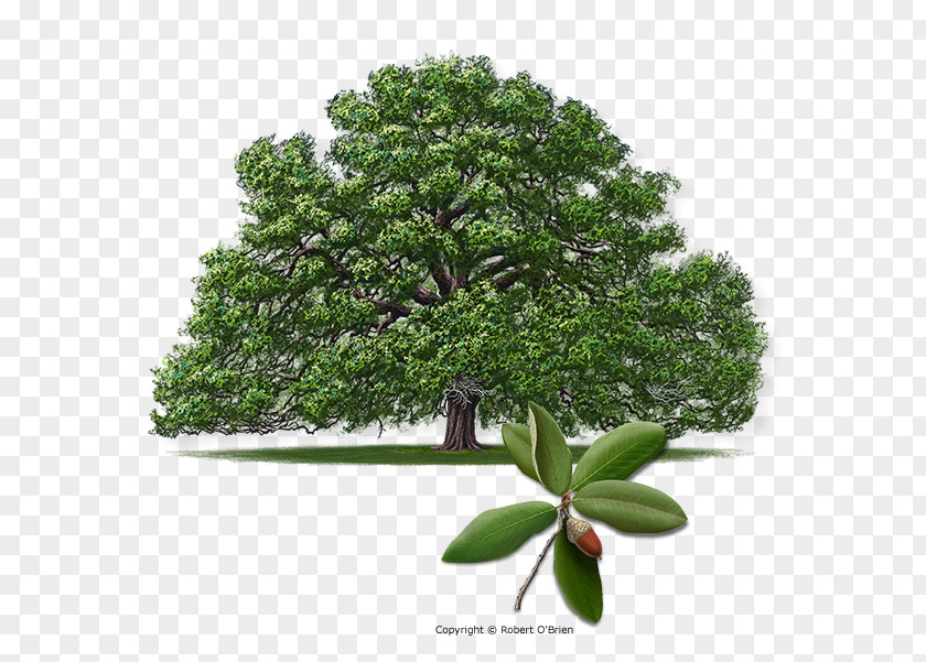 Tree Southern Live Oak Quercus Shumardii Texas Acutissima Seven Sisters PNG