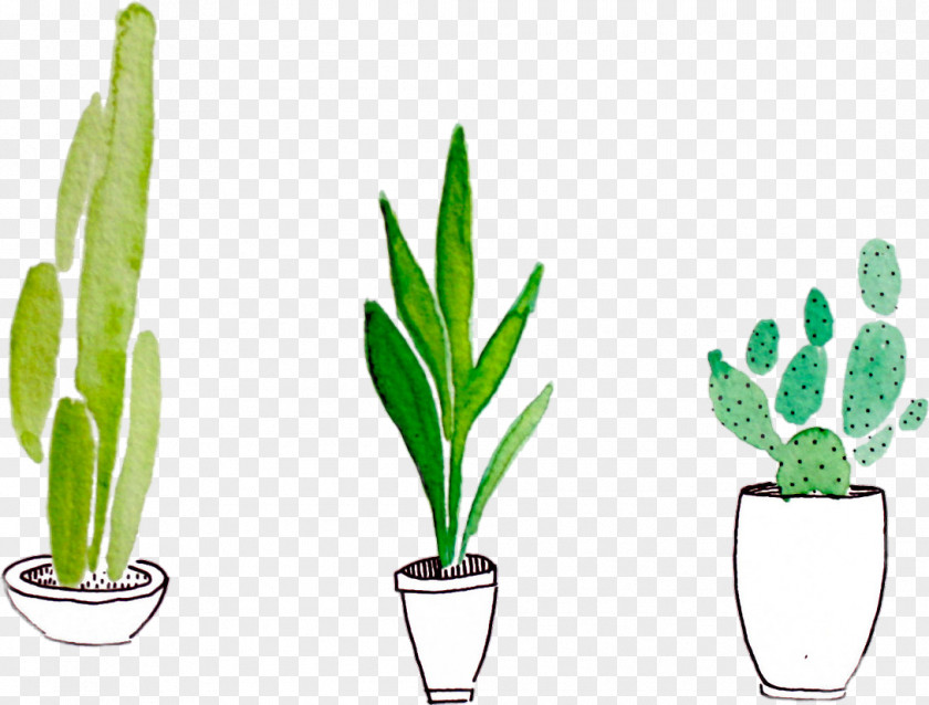 Cactus Watercolor Painting Drawing Plant PNG