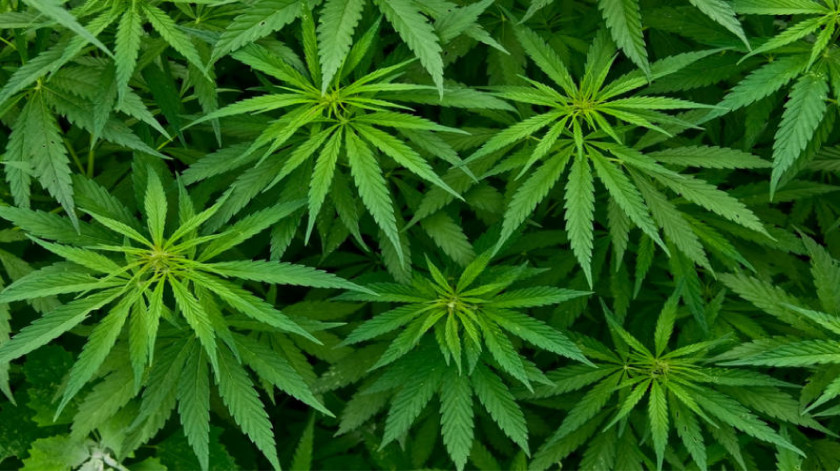 Cannabis Bhang Tree Marijuana Plant PNG