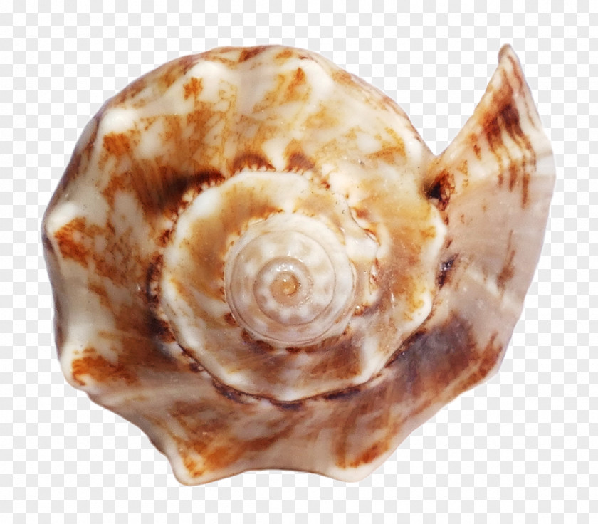Sea Ocean Shell Seashell PNG