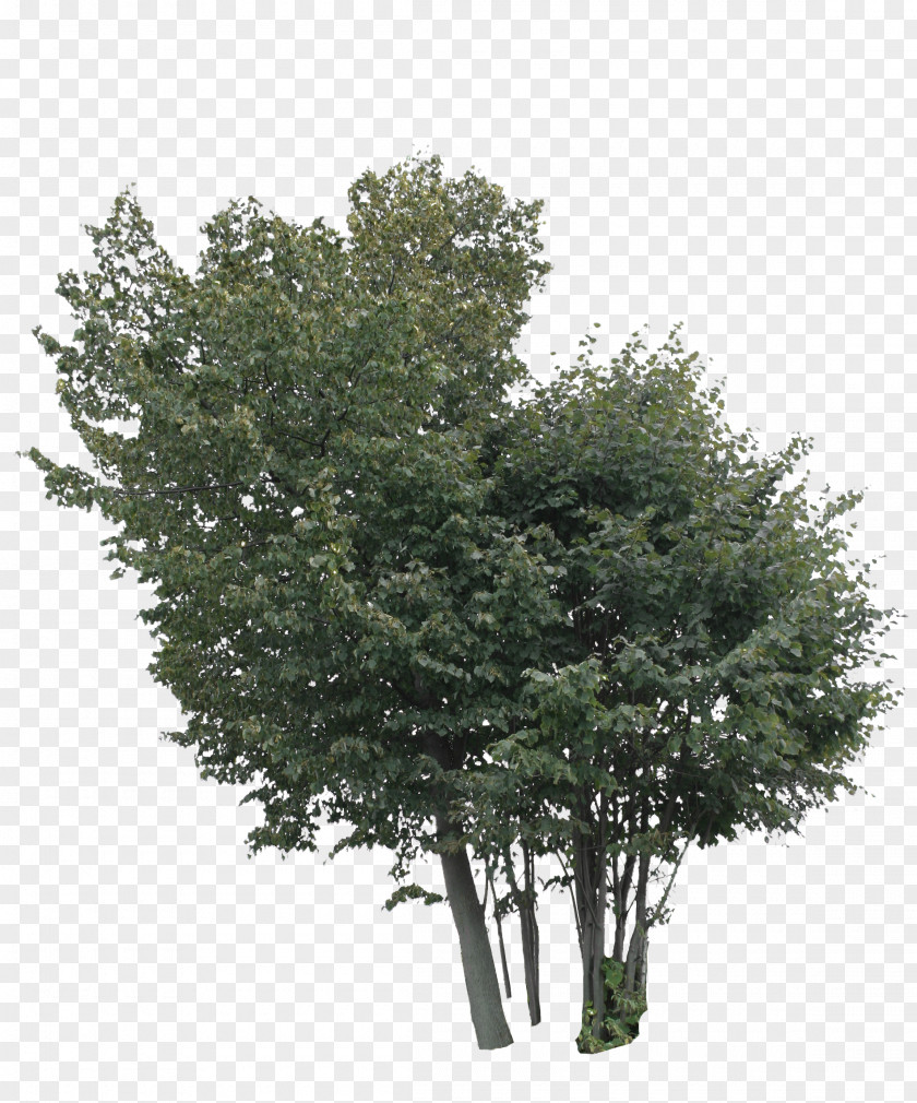 Tree Lindens Shrub Maple PNG