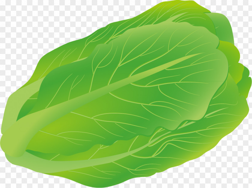 Cabbage Vector Material Euclidean Download Salad PNG