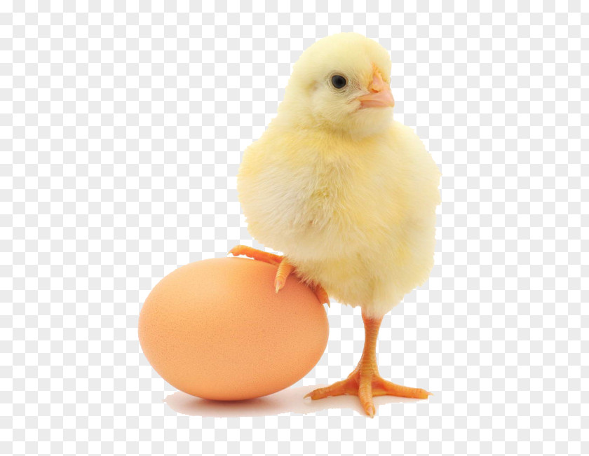 Creative Chick Plymouth Rock Chicken Lohmann Brown Orpington Organic Food Egg PNG