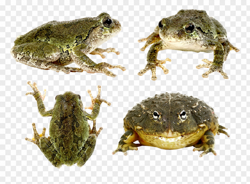 Frog True PNG