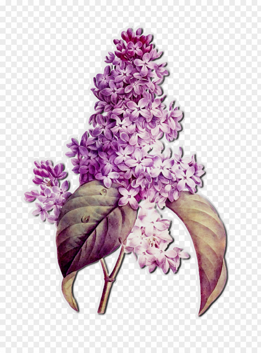 Lilac Flower Plant Purple PNG