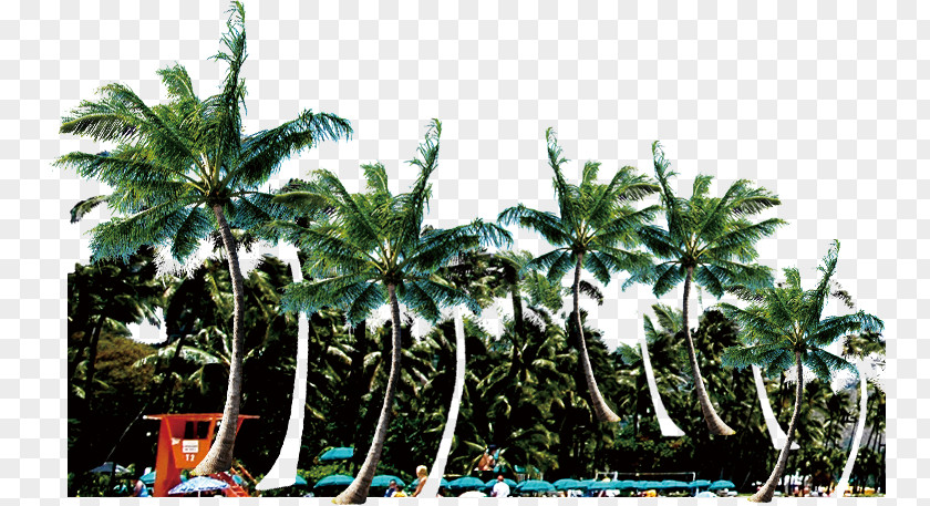 Palm Beach Background Coconut Gratis PNG