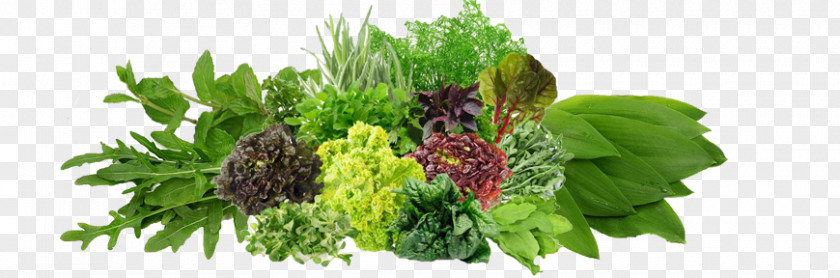 Vegetable Dill Wholesale Price Vendor PNG