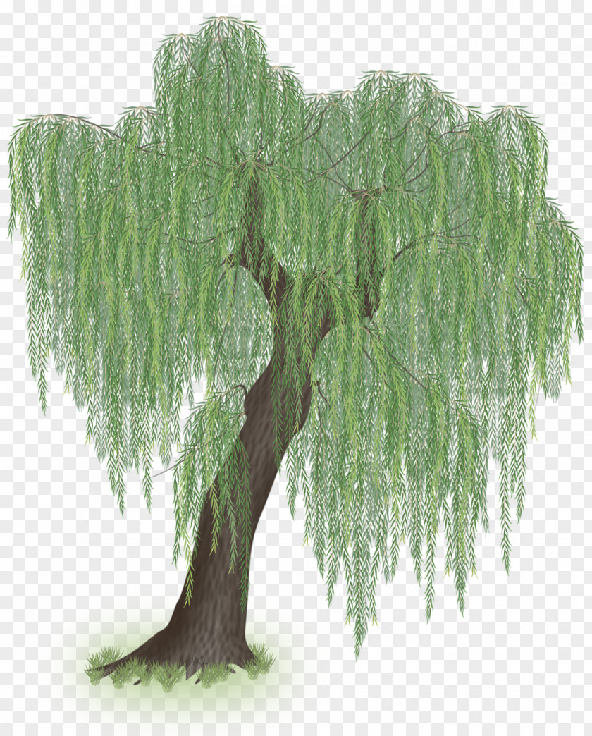 Willow Tree Weeping Trunk Branch PNG