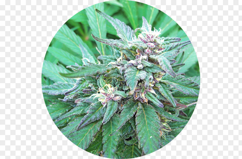 Blueberry Bush Cannabis Sativa Haze Marijuana Cannabinoid Ruderalis PNG