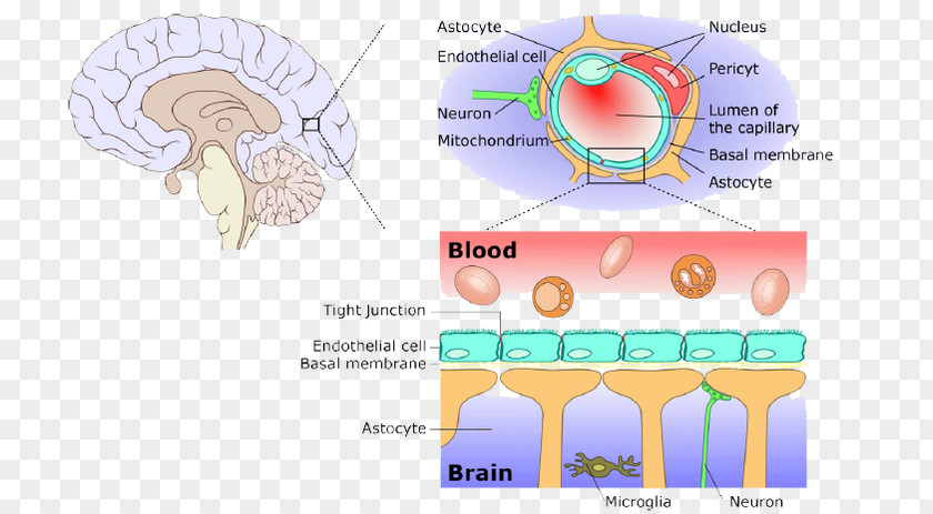 Drug-delivery Blood–brain Barrier Meninges Central Nervous System PNG