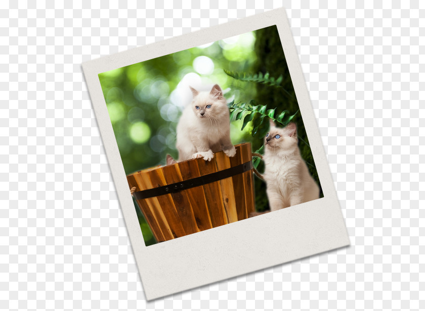 Kitten Whiskers Picture Frames PNG