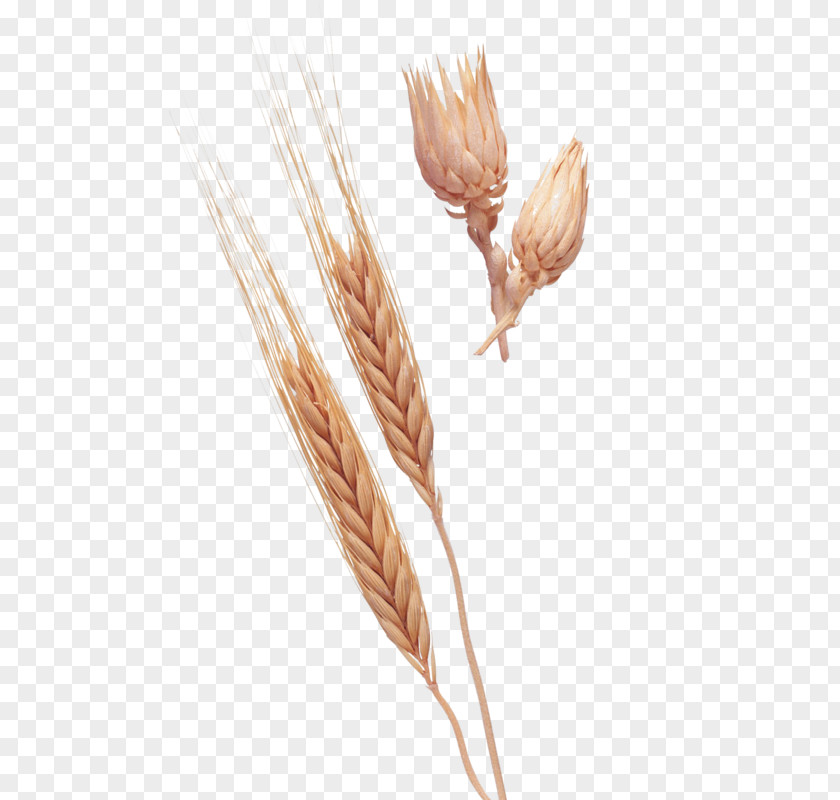 Wheat Crop Pattern Emmer Einkorn Ear Clip Art PNG