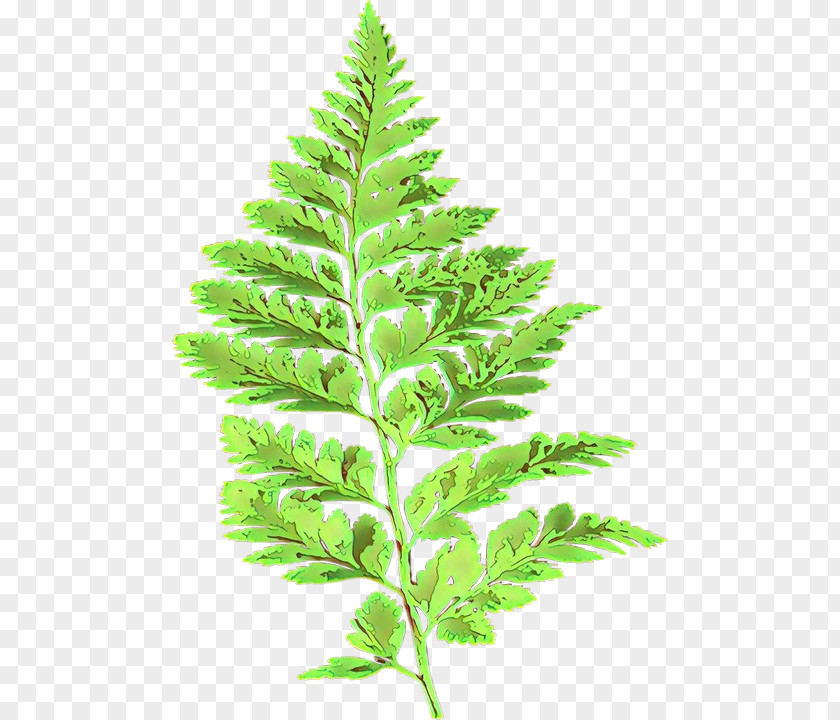 Barnsley Fern Leaf Plants Vascular Plant PNG