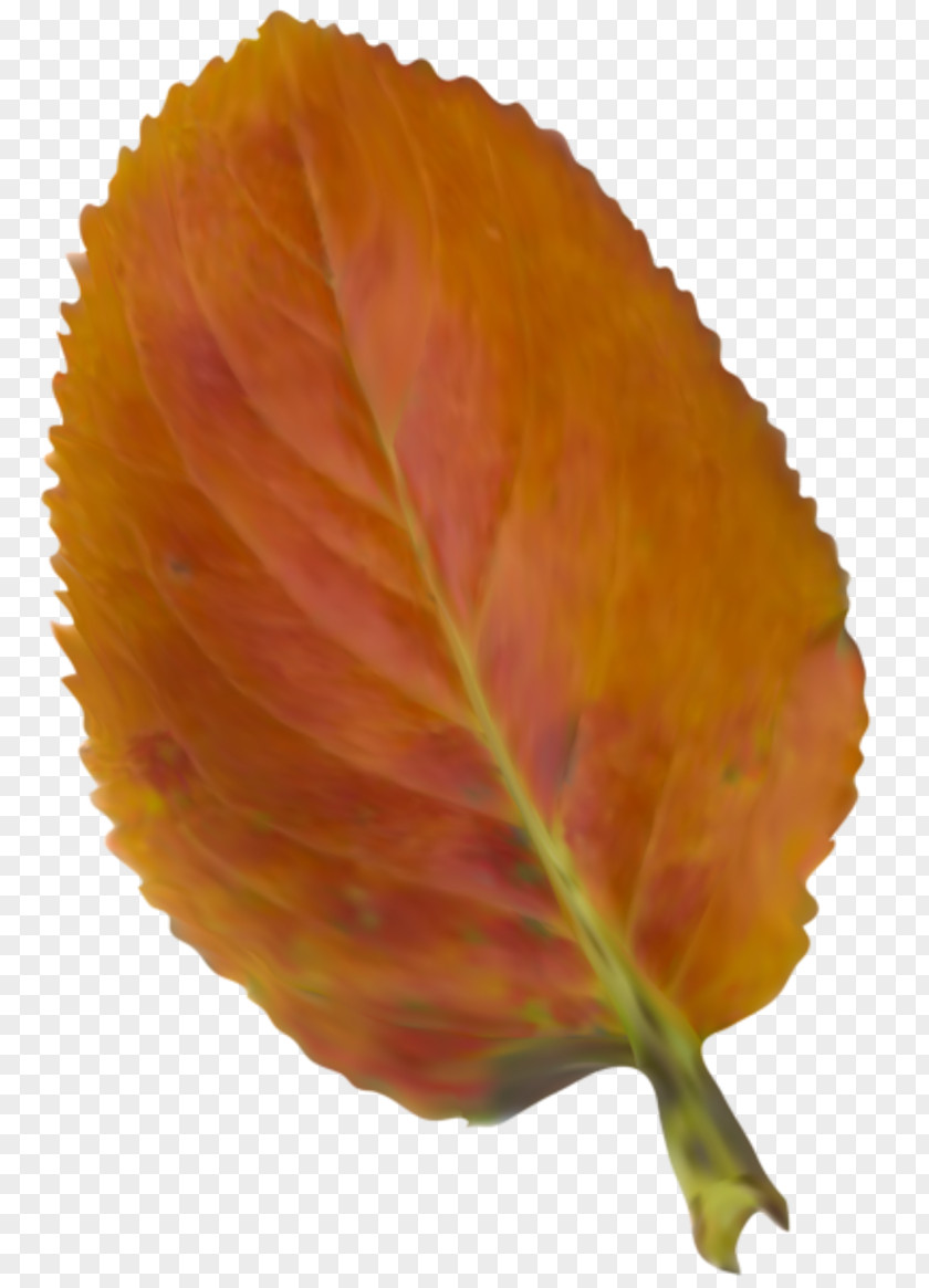 Beautiful Illustration Autumn Leaf Color Clip Art PNG