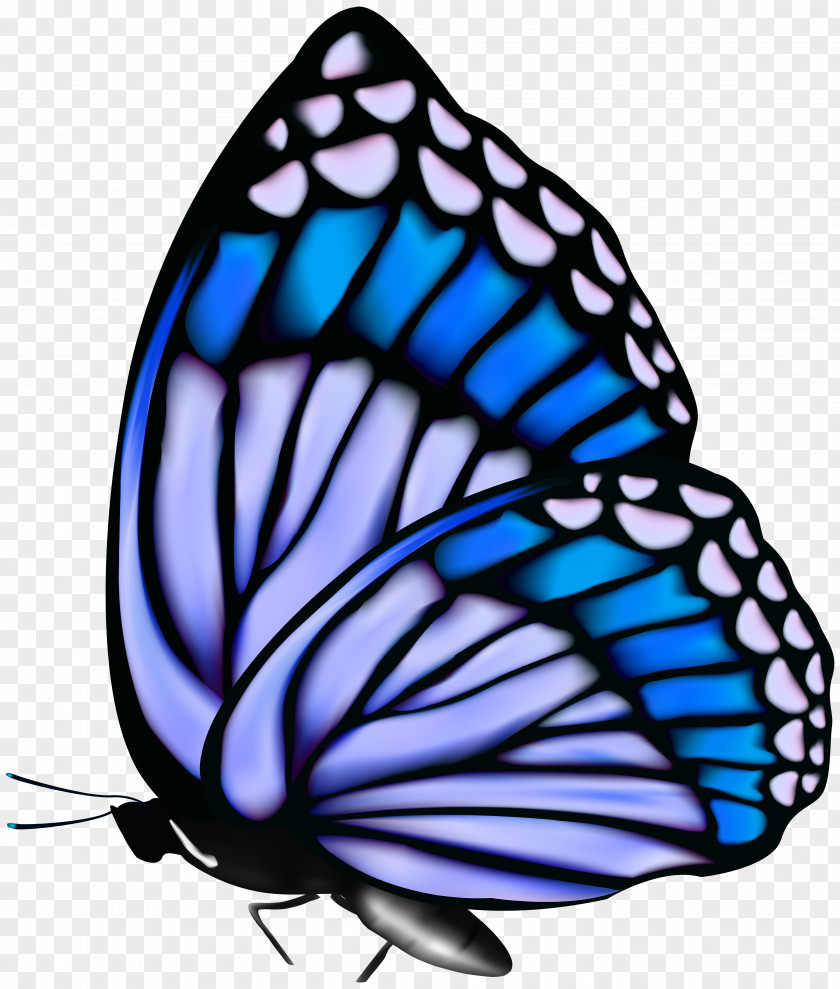 Butterfly Clip Art Image Monarch PNG
