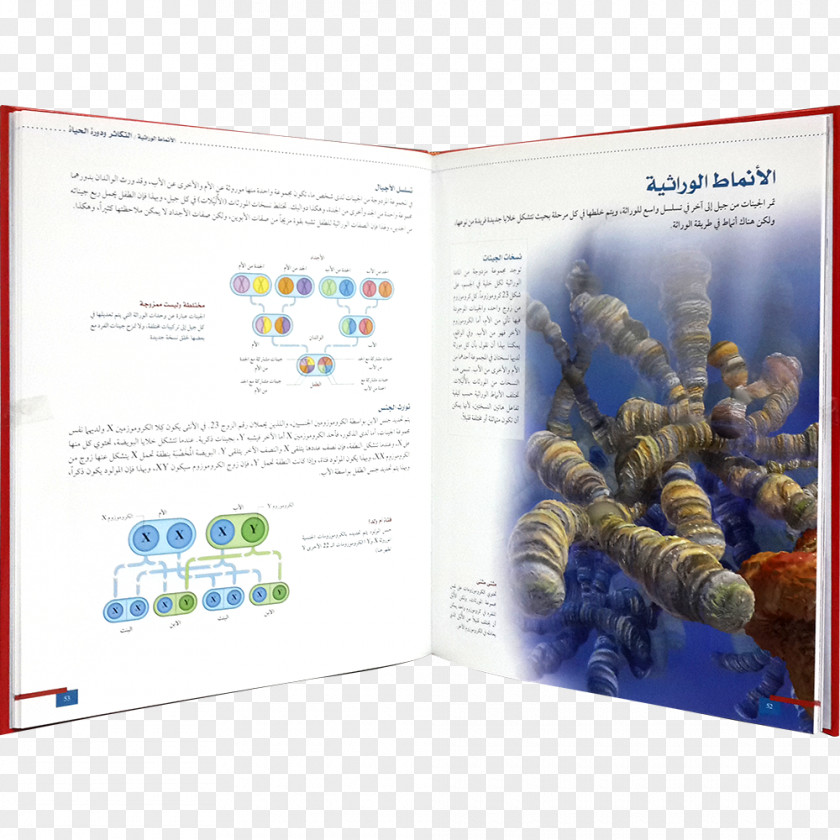 Design Graphic Brochure Organism PNG