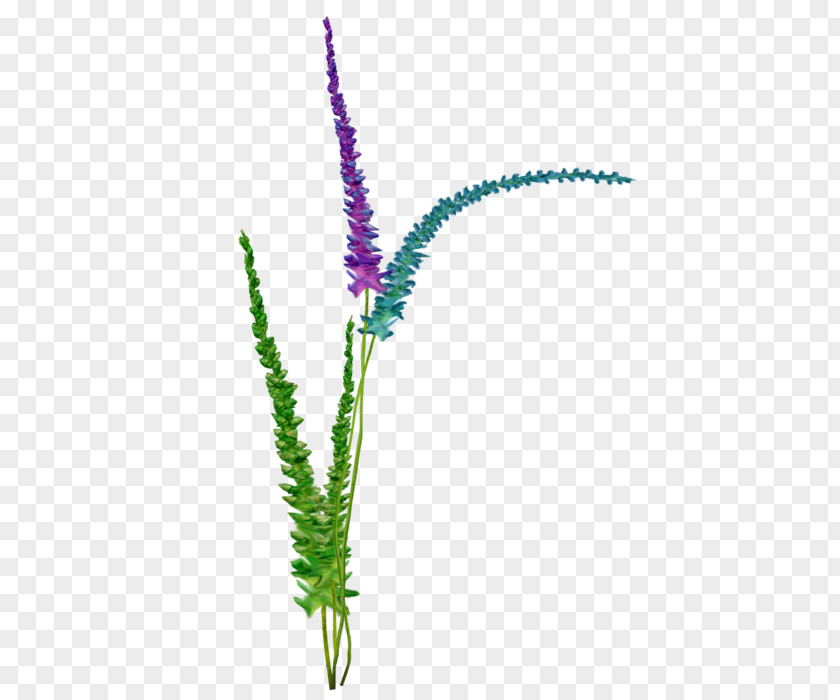 Flower Flowering Plant Stem Aquarium PNG