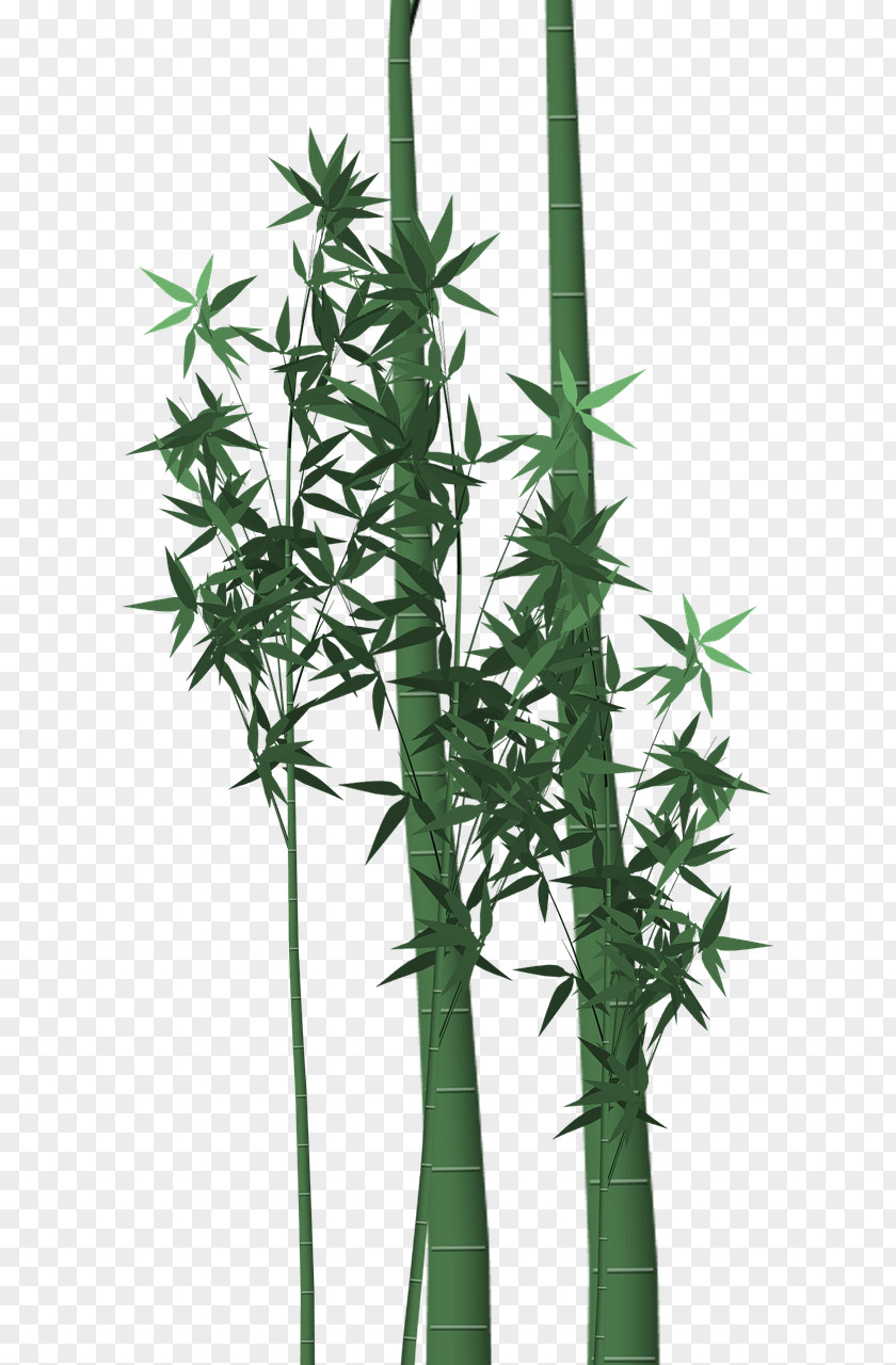 Leaf Tropical Woody Bamboos Plant Stem Green PNG