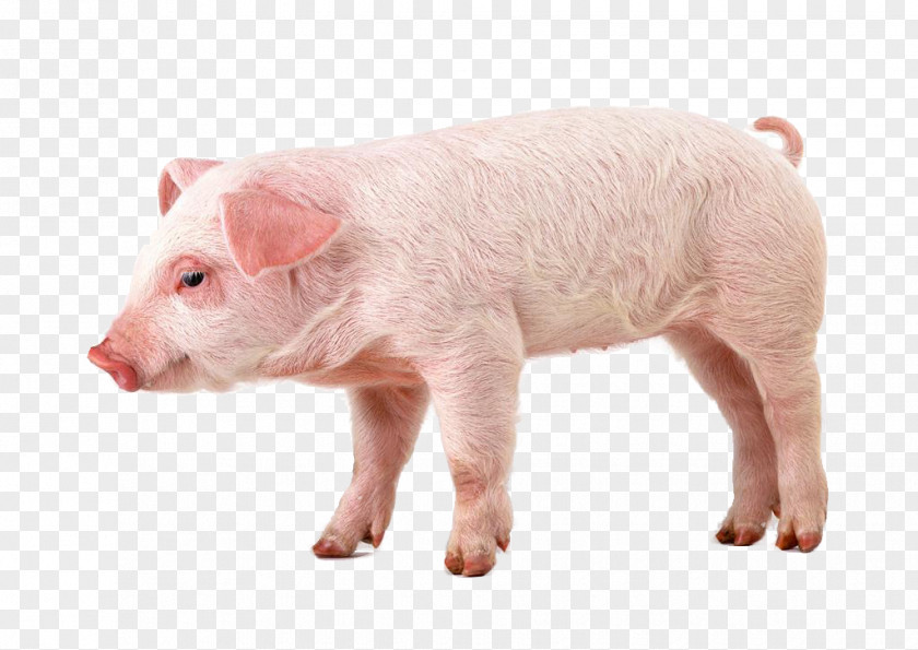 Pig Miniature Hogs And Pigs Clip Art PNG