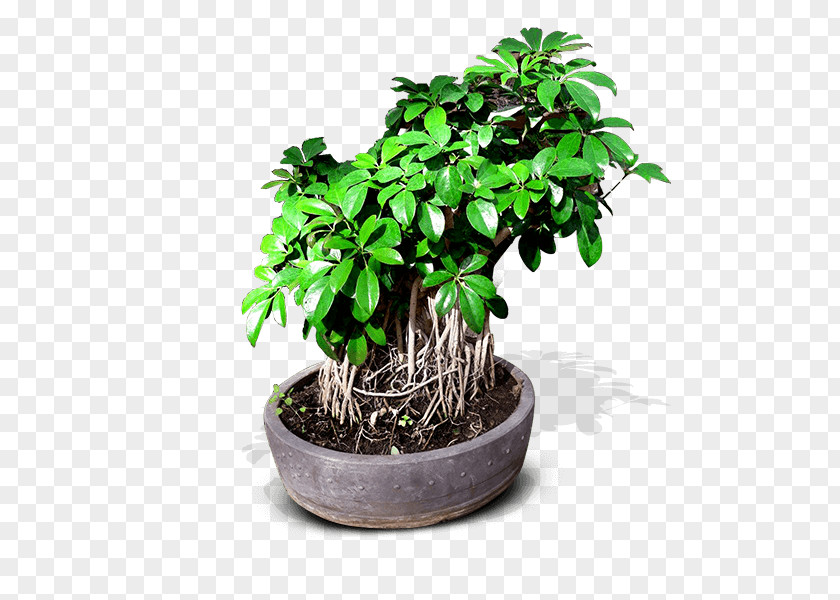 Tree Chinese Sweet Plum Bonsai Flowerpot Ornamental Plant PNG