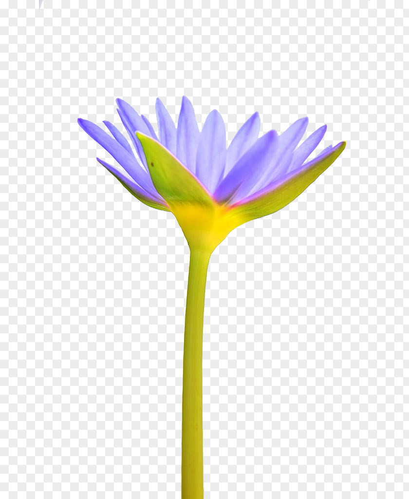 A Water Lily Pygmy Water-lily Flower Petal Plant PNG