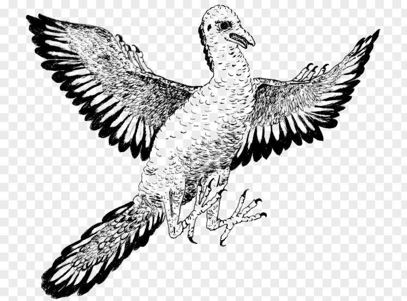 Bird Archaeopteryx Duck Dinosaur Clip Art PNG