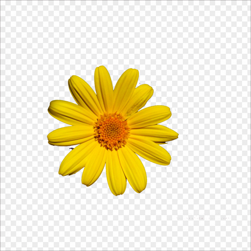 Chrysanthemum Oxeye Daisy PNG