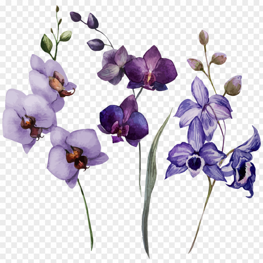 Flower Orchids Drawing Watercolor Painting PNG