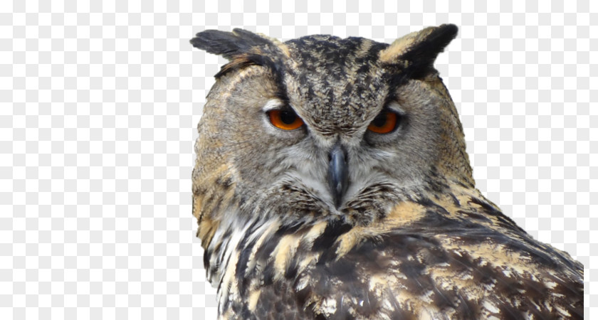 Owl Snowy Bird Great Horned Eurasian Eagle-owl PNG
