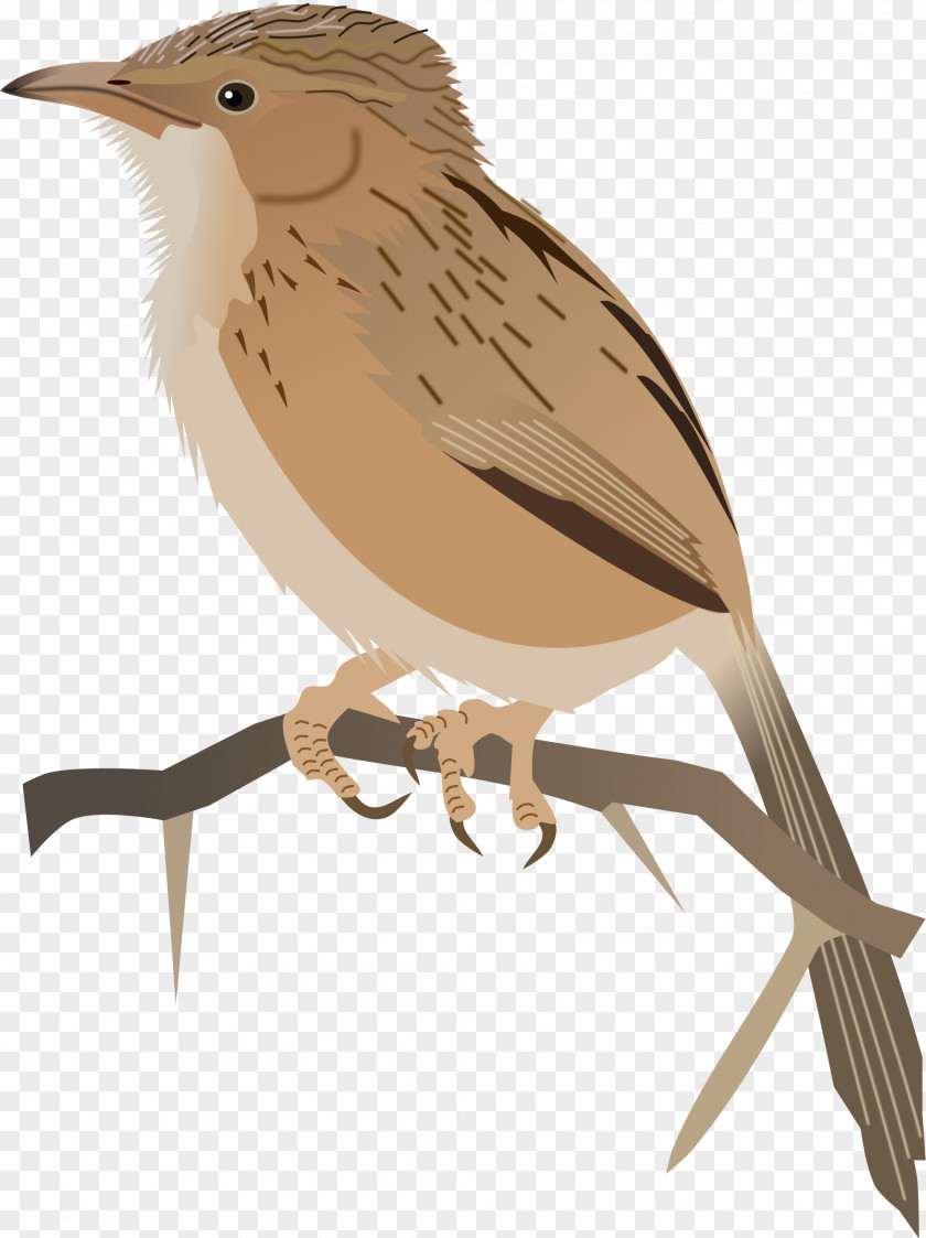 Songbird House Sparrow Wix.com Website Builder Web Hosting Service PNG