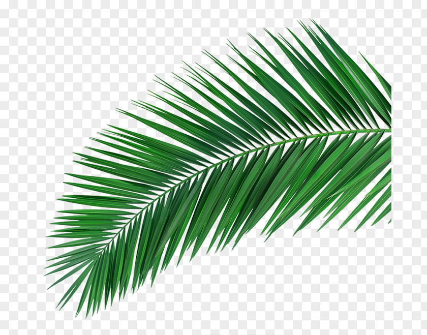 Company Vi Template Arecaceae Promotional Merchandise Idea Good Times & Laughter PNG