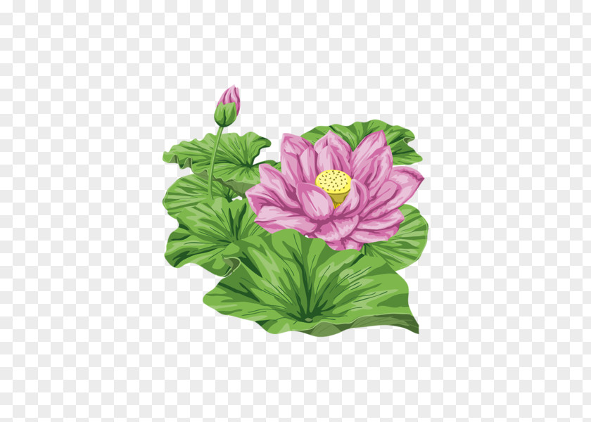 Hand-painted Lotus Nelumbo Nucifera Flower PNG