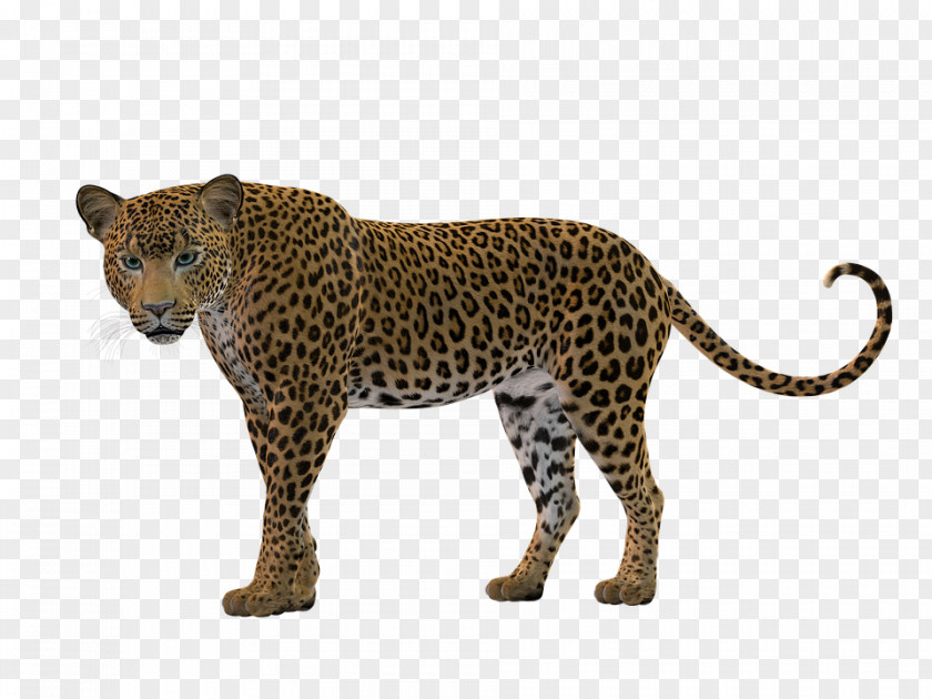 Leopard Black Panther Felidae Tiger Cougar PNG
