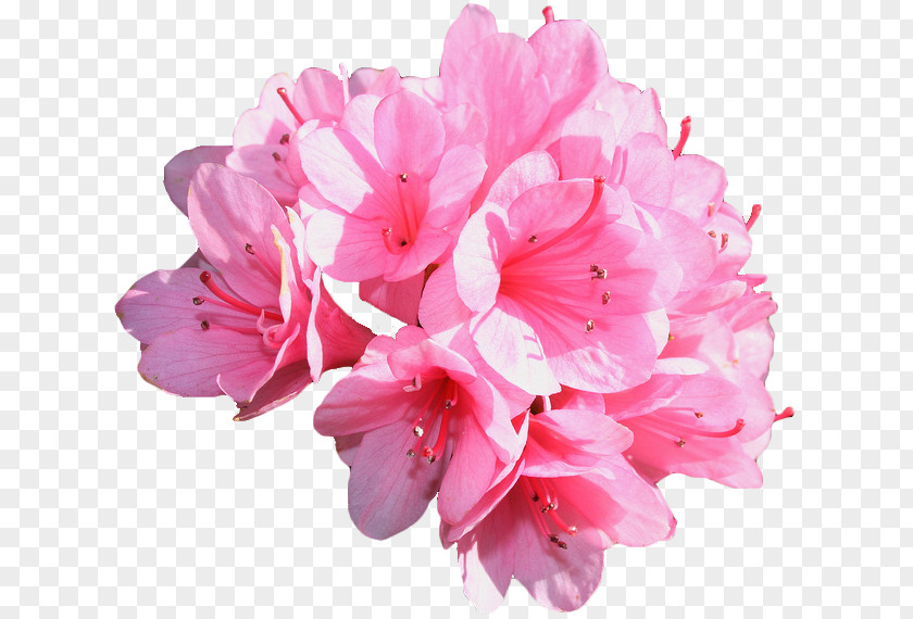 Pink Flowers Carnation Rose Common Daisy PNG