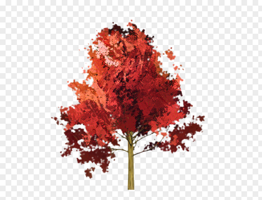 Plane Soapberry Family Red Maple Tree PNG