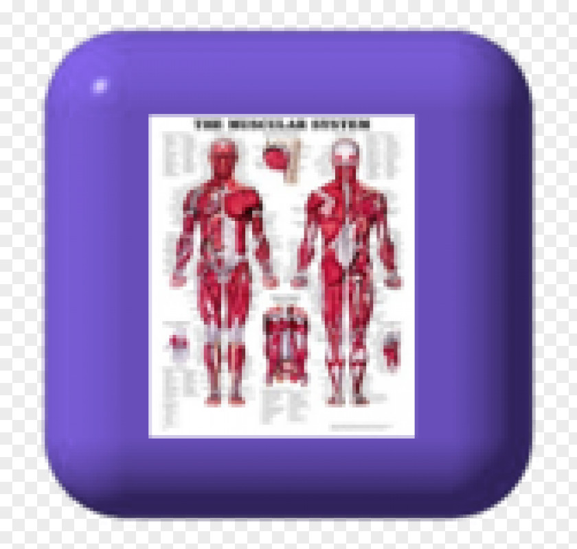 Rub Water The Muscular System Anatomical Chart Human Anatomy Body Muscle PNG